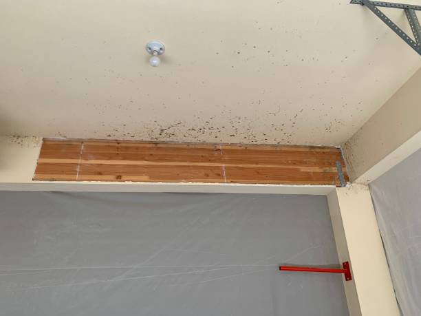 Professional Mold Removal in Solon, IA